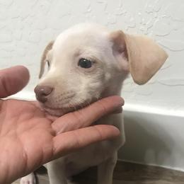Cameron - Cream and white male Chihuahua puppy in Mesa, Arizona from Sun Valley Chihuahuas & Malinois