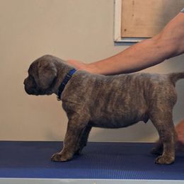 Royal Blue Collar Boy - Cane Corso puppy from Caliber Cane Corso