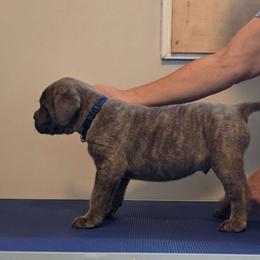 Royal Blue Collar Boy - Cane Corso puppy from Caliber Cane Corso