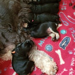 Miniature Schnauzer Puppies from Starbound Miniture Schnauzer's