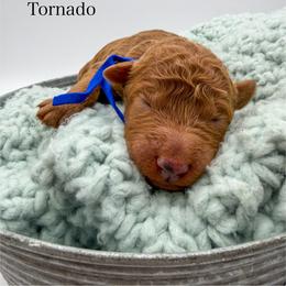 Tornado - Apricot male Goldendoodle puppy in Sunman, Indiana from Brunsman Country Doodles LLC