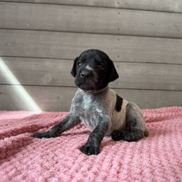 Lily - Black roan female German Shorthaired Pointer puppy in Axton, Virginia from Red Clay Kennels