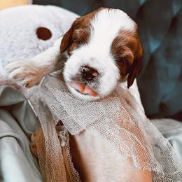 Cavalier King Charles Spaniel and Cavapoo Puppies from Cavapoo Puppy Parade