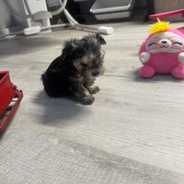 Sleepy - Black & tan tri-color male Morkie puppy in Taylorsville, North Carolina from Mountain Top Hot Tailz