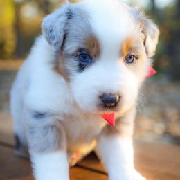 Winter - Blue merle female Australian Shepherd puppy in Georgetown, Texas from River Reign Australian Shepherds
