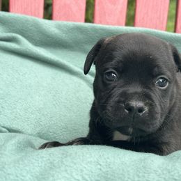 Falkor - Brindle male Staffordshire Bull Terrier puppy in Houston, Texas from Breaking Bad Staffords