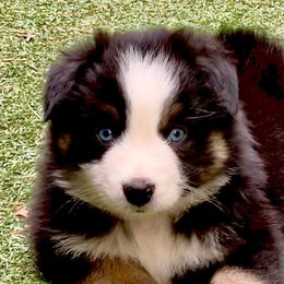 Forest - Black tri male Miniature Australian Shepherd puppy in South Branch, Michigan from Ross Ranch Mini and Standard Aussie's
