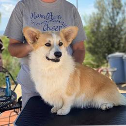 Sparkle  - Pembroke Welsh Corgi