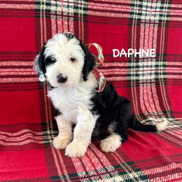 Daphne - Black and white female Sheepadoodle puppy in Blackfoot, Idaho from Son of a Poodle Sheepadoodles