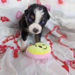 Slate (blue) - Black tri-color male Australian Shepherd puppy in Okeechobee, Florida from Rothsolid Puppies