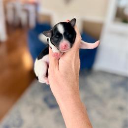 Cider - Black & tan tri-color female Maltipoo puppy in West Jordan, Utah from Gem Puppies of Utah