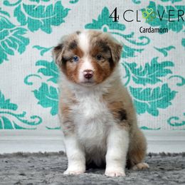 Cardamom - Red merle female Miniature American Shepherd puppy in Carlisle, Pennsylvania from 4 Clovers Kennel