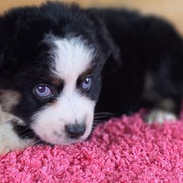 OG-4 - Black tri female Miniature Australian Shepherd puppy in Citra, Florida from Southpaw Herders LLC