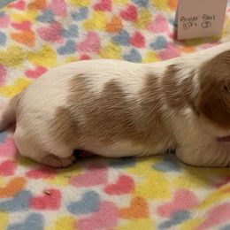Girl 1 - Cavalier King Charles Spaniel puppy from Whispering Meadows Performances Horses and Cavalier King Charles Spaniels