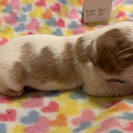 Girl 1 - Cavalier King Charles Spaniel puppy from Whispering Meadows Performances Horses and Cavalier King Charles Spaniels