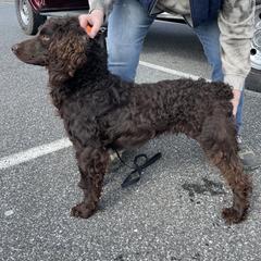 Boykin Spaniels and Chesapeake Bay Retrievers from Big Medicine Kennel