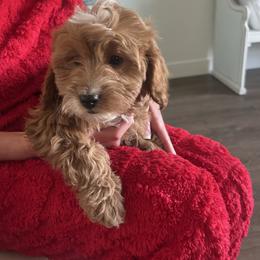 Bonsai - Apricot male Cavapoo puppy in Payson, Utah from Country Sky Doodles