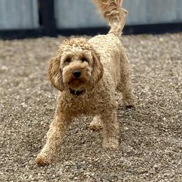 Cavalier King Charles Spaniel, Cavapoo, Goldendoodle, and Poodle All Grown Up from Harvest Creek