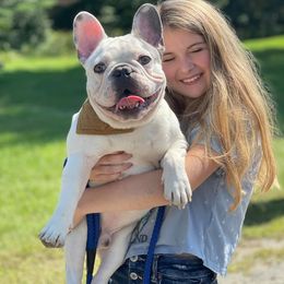 French Bulldog Puppies from Kismet French Bulldogs