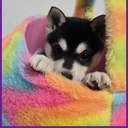 Girl 2 - female Alaskan Klee Kai puppy in Naples, Idaho from Kootenai Valley Klee Kai