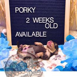 Porky - Chocolate and cream male Dachshund puppy in Lufkin, Texas from Paw-some Doxies
