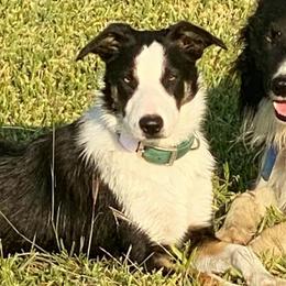 Sadie - Border Collie