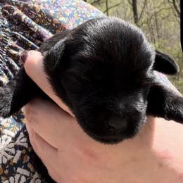 Archie - Black male Miniature Schnauzer puppy in Hull, Georgia from Ardent Miniature Schnauzers of Athens