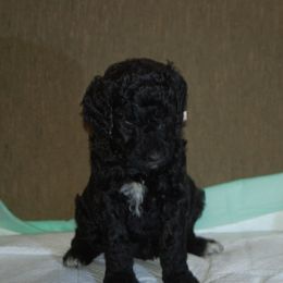 Double Doodle, Goldendoodle, and Poodle Puppies from Top of the Hill Doodles