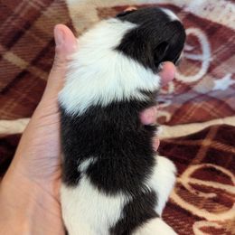 River - Black and tan parti female Pomeranian puppy in California from TD Dream Poms