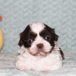 Shihpoo Puppies from 🧸 Teddies