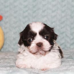 Shihpoo Puppies from 🧸 Teddies