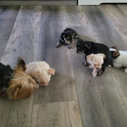 Yorkshire Terrier Puppies from Southeast Virginia Yorkies