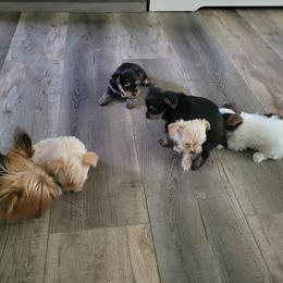 Yorkshire Terrier Puppies from Southeast Virginia Yorkies