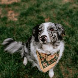 Basil - Miniature Australian Shepherd