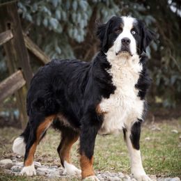 Allie - Bernese Mountain Dog