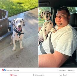 Dalmatian Puppies from Lone Star Dalmatians