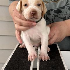 Olive Collar Girl - Lemon and white female Pointer puppy in Youngsville, North Carolina from Dogma Pointers & Bulldogs