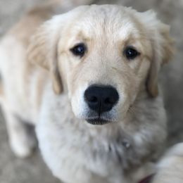 Golden Retriever Puppies from OPK Goldens