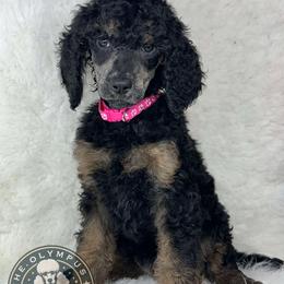🩷Alnitak🩷 - Poodle puppy from The Olympus Standard Poodle