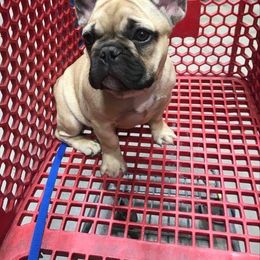 French Bulldog Puppies from Von Bales French Bulldogs