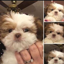 Goldendoodle and Shih Tzu Puppies from Angel Companions Farm