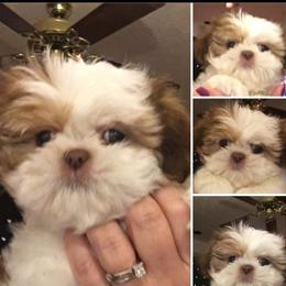Goldendoodle and Shih Tzu Puppies from Angel Companions Farm