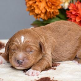 Ben - Red male Cavapoo puppy in Gap, Pennsylvania from Country View Puppies ( License 18816)