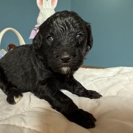 Aussiedoodle and Cockapoo Puppies from Sassy Bob’s Designer Dogs
