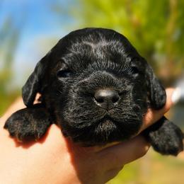 Venus - Sable female Cockapoo puppy in Indiahoma, Oklahoma from Phamily Doodles