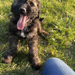 Aussiedoodle Puppies from Soap Creek Kennels