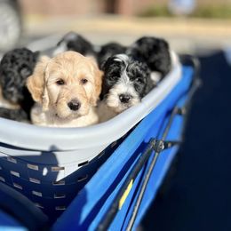 Assorted Doodle Crosses and Goldendoodle Puppies from Wake Forest Darling Doodles