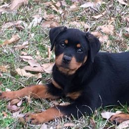 Rottweilers from A & A Rottweilers