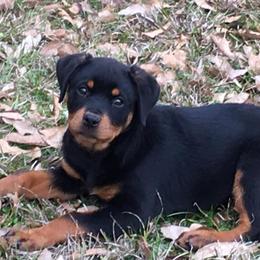 Rottweilers from A & A Rottweilers