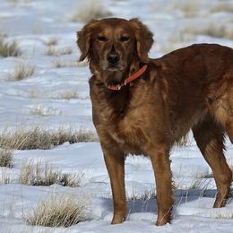 Shelby - Golden Retriever